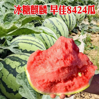 春夏四季种植早熟嫁接西瓜苗8424苗秧种苗种子西瓜瓜果蔬菜苗