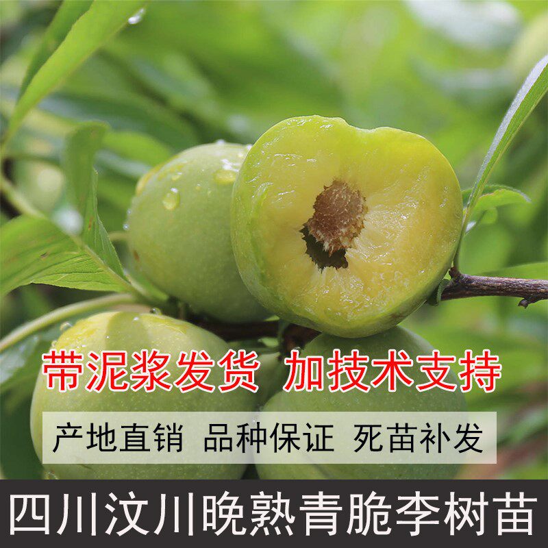 四川汶川晚熟青脆李树苗李子树苗脆李苗青脆李子嫁接苗脱骨李子苗