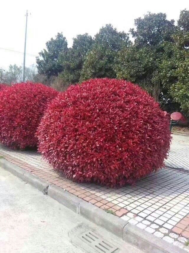 庭院绿化苗木树苗灌木球形红叶石楠球火焰红四季常青北方耐寒