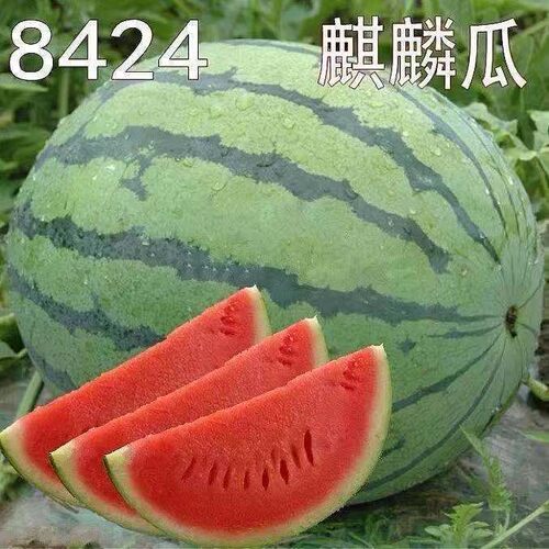种籽 高产 种子 薄皮 果蔬 西瓜 麒麟 冰糖
