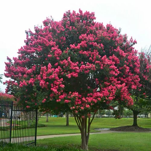种植 四季 工程 紫薇 庭院 苗木 红花