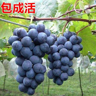 葡萄树苖巨峰阳光玫瑰蓝宝石大苗特大爬藤苗树苗南方种植果树果苗