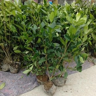 大叶栀子苗木 树苗庭院园林绿化苗木 四季常青绿植花卉
