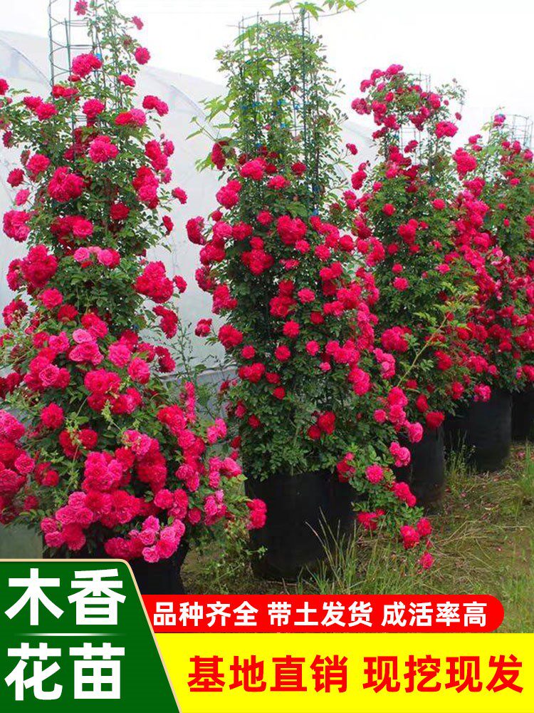 木香花苗盆栽四季浓香黄红白小苗七里香庭院阳台室外花卉爬藤植物