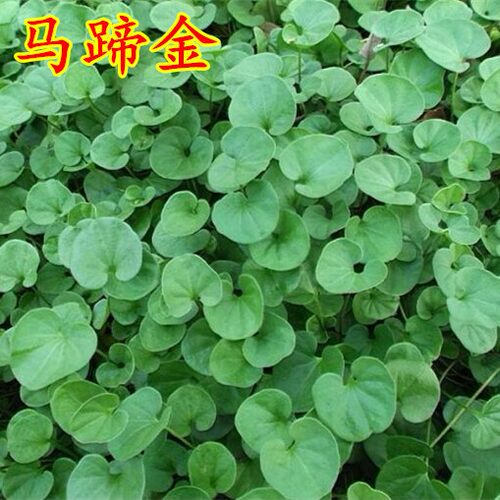 马蹄 耐热 生长 铜钱草 水培 盆栽 种子
