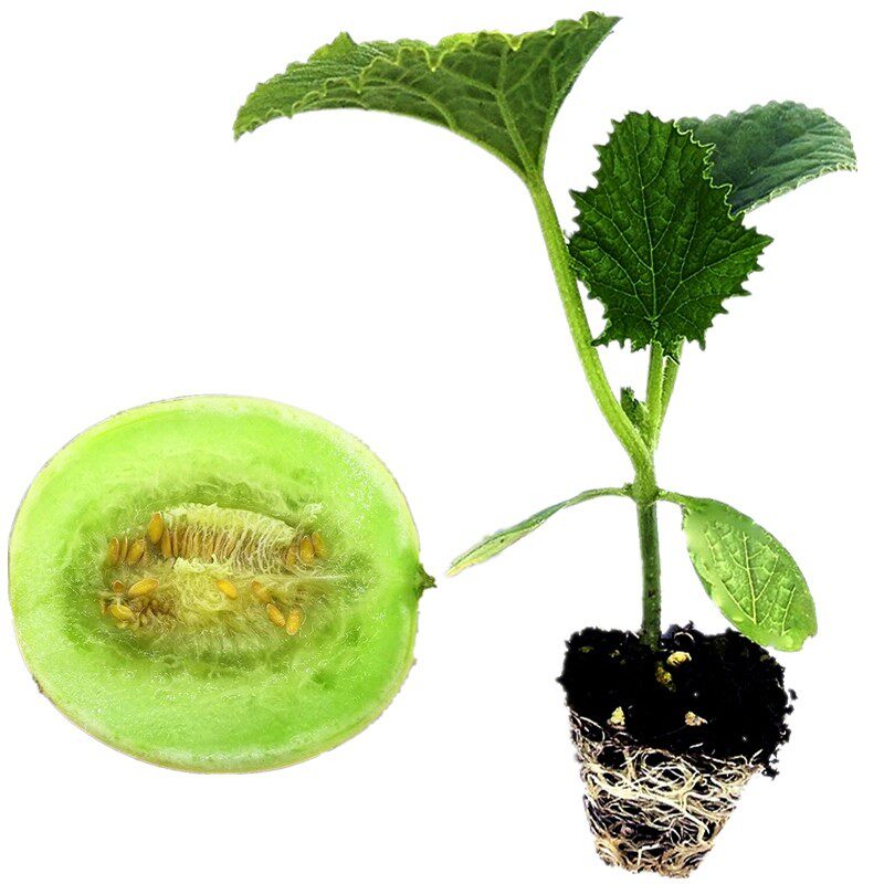 白玉甜瓜苗秧新台湾玉姑白沙蜜白糖罐早熟香瓜苗四季盆栽瓜果苗