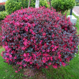 红花继木小苗 苗圃树苗 庭院四季常青绿化工程苗木 绿篱花卉植物