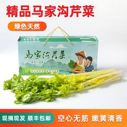 山东平度马家沟芹菜青岛特产新鲜蔬菜空心嫩黄菜芯凉拌脆芹全家桶