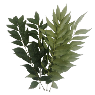 新鲜咖喱叶 咖喱炒饭咖喱鱼蛋咖喱蟹香料调料