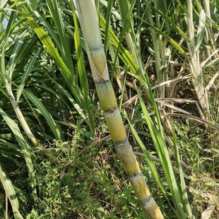 浙江台州黄皮甘蔗新鲜四季榨汁甘蔗特产