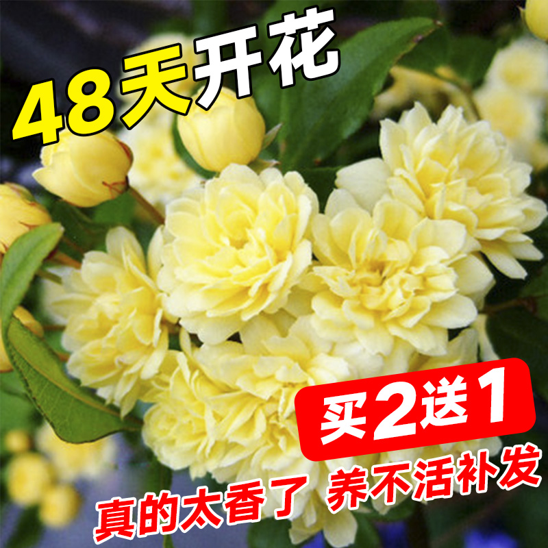 甜蜜红木香花苗爬藤植物白黄木香花四季开花浓香红色花卉蔷薇盆栽