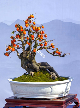 浙江老鸦柿盆栽绿植花卉野柿子庭院观果折枝挂果盆景素材室内室外