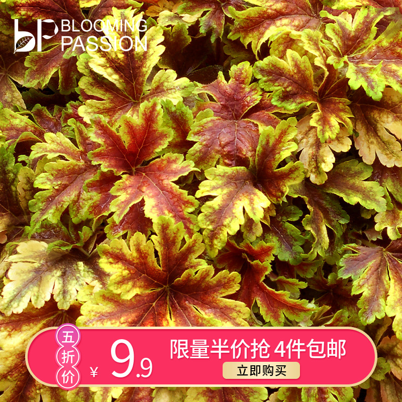 BP花卉矾根盆栽11CM色彩丰富易养植物阳台庭院花园地被观赏期长