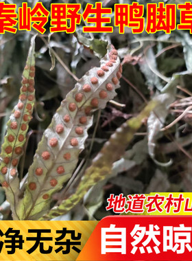 秦岭野生鸭脚草金鸡脚新货煲汤料中药材鹅掌金星草七星草三角泡水