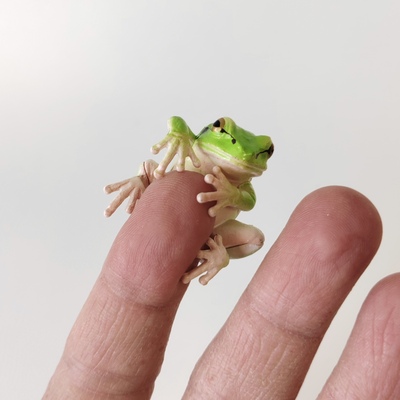 正版散货 日本扭蛋Qualia 雨蛙跳蛙模型摆件