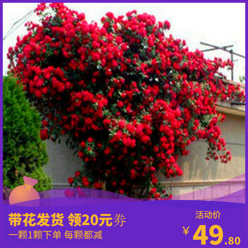 网友分享在meiguo.com的图片