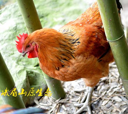 土高山农家鸡肉6月放 走地鸡农家散养鸡新鲜宰杀包邮 900克发顺丰在类目 水产肉类/新鲜蔬果/熟食, 生肉/肉制品, 鸡肉类, 生鸡肉中 - 来自Buy2taobao.com提供专业的淘宝代购服务