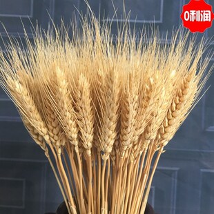 麦穗干花花束稻子小麦穗小稻谷拍照道具拍摄背景五谷杂粮装饰