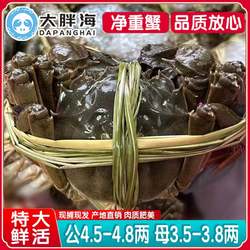 活蟹公4.5两母3.5两8-12只盐城大纵湖大闸蟹鲜活螃蟹现货礼盒装