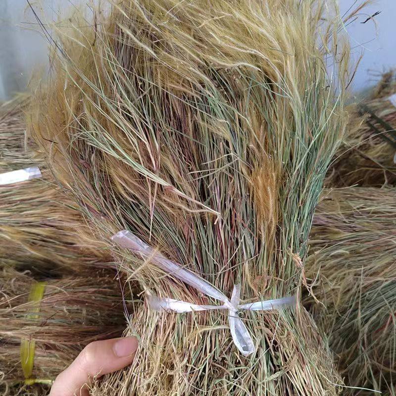 潮汕野生新鲜晒干猫毛草金丝草马尾丝笔仔草无硫药材自晒整颗干货