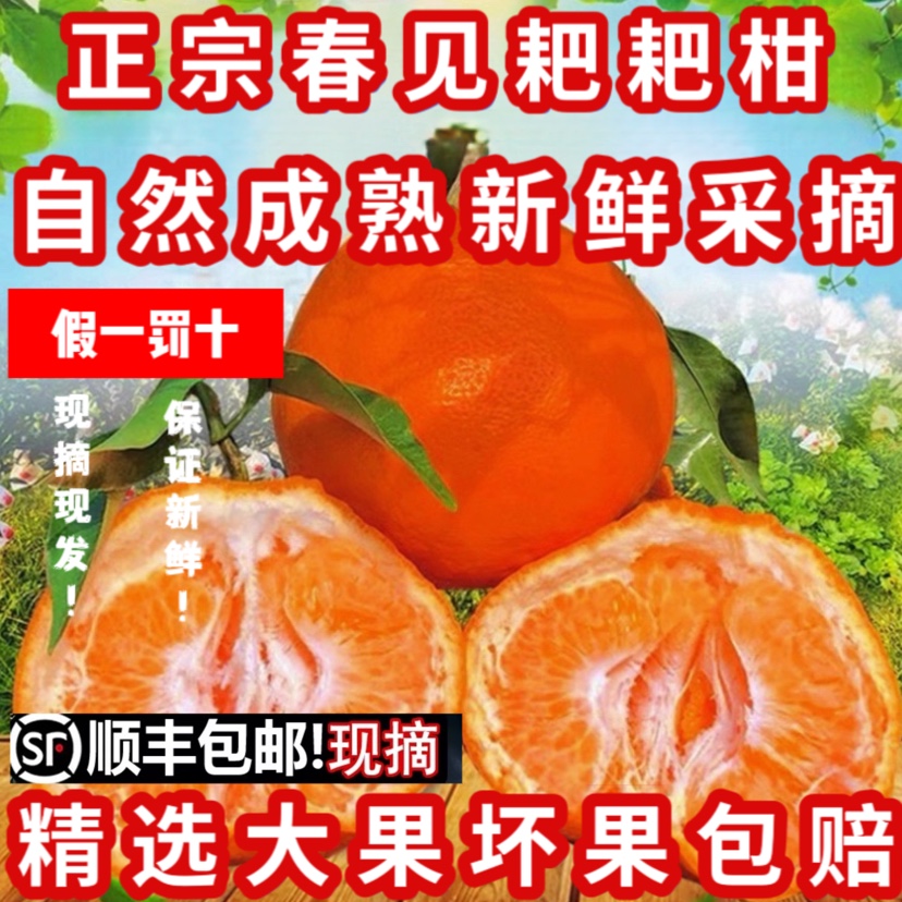 正宗春见耙耙柑 【产地直发】 自然成熟 香甜爆汁 【顺丰包邮】