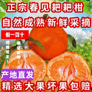 【产地直发】春见耙耙柑 现摘现发 保证新鲜 四川眉山核心产区