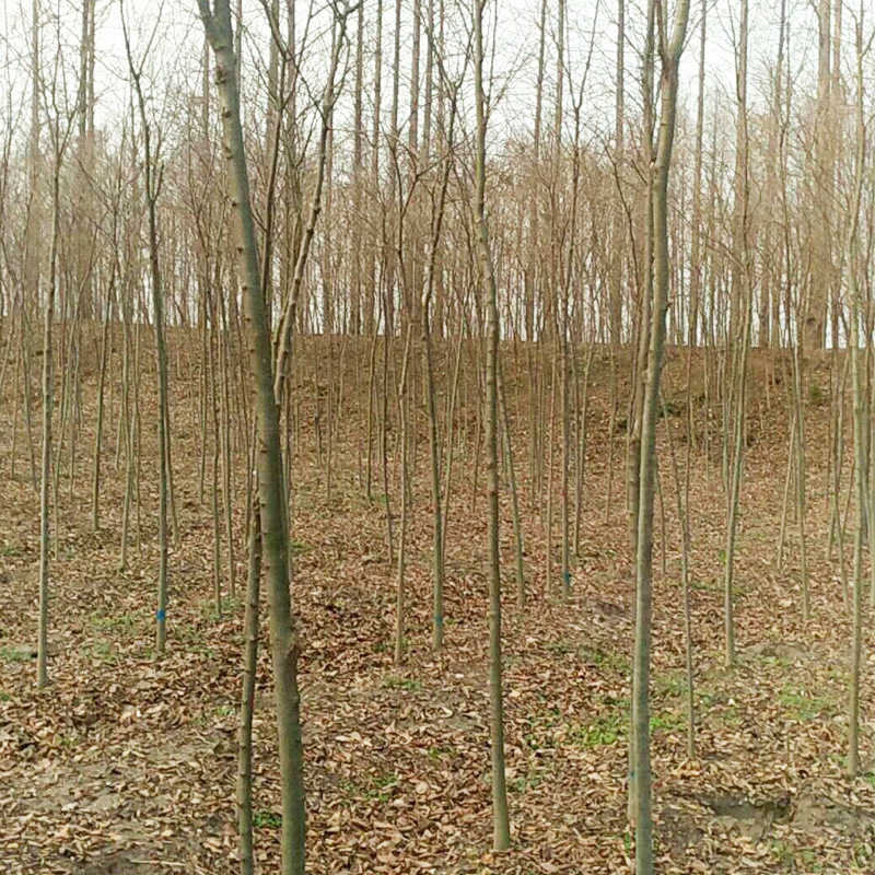 基地 红榉树小树苗 红榉苗红叶榉树小叶榉树造林树苗榉树苗木