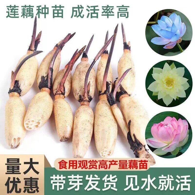 【食用藕苗】食用莲藕种苗观赏荷水培绿植