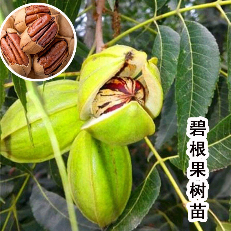 核桃树苗美国碧根果树嫁接苗长寿桌面绿植