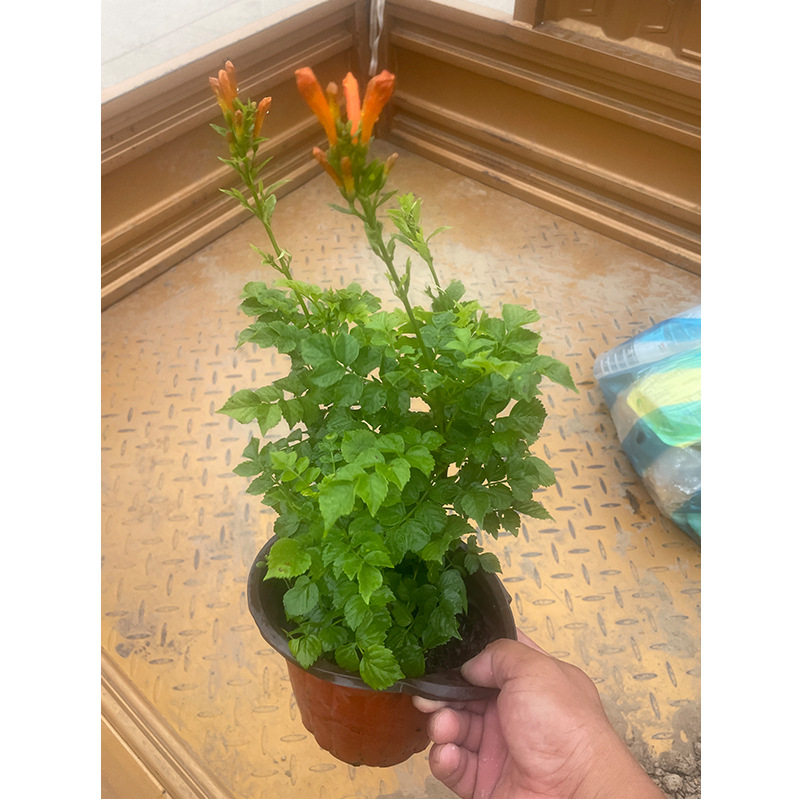 攀爬植物鞭炮花苗爬藤油麻藤炮仗花苗攀援花卉凌霄苗紫藤蔷薇包邮