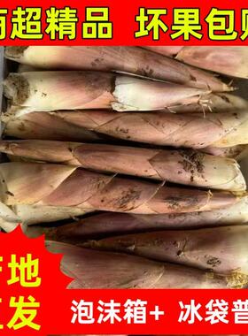 新鲜现发高山雷竹笋农家蔬菜竹笋春笋黄泥笋竹笋雷公笋竹笋新鲜