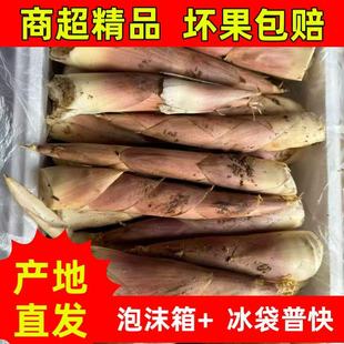 新鲜现发高山雷竹笋农家蔬菜竹笋春笋黄泥笋竹笋雷公笋竹笋新鲜