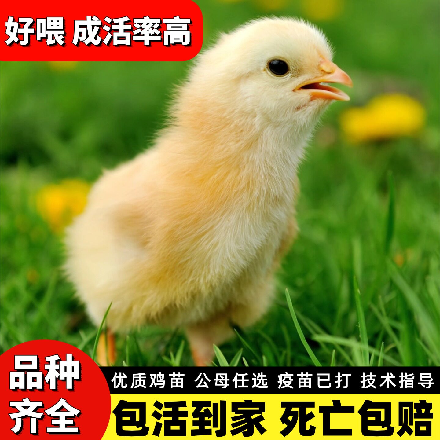 正宗小鸡仔小黄鸡绿壳蛋五黑小鸡家养散养土鸡宠物小鸡观赏零售