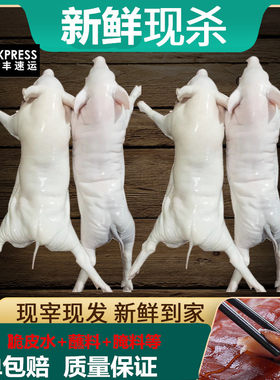烤乳猪乳猪新鲜品质安全整只现杀
