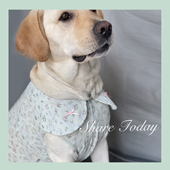 无袖 边牧萨摩耶背心中大型犬薄款 家居服棉 大狗衣服夏季 邻家妹妹