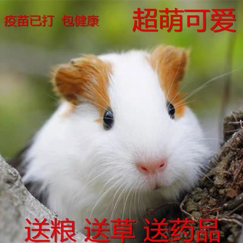 宠物荷兰猪自家繁殖活体荷兰鼠豚鼠活物天竺鼠长不大健康运输包活