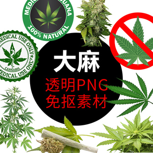 印度 大麻 叶子 禁毒PNG格式免抠照图片卡通高清透明元素设计素材