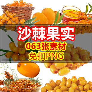 自然高原圣果沙棘果实植物PNG免抠照图片卡通高清透明元设计素材