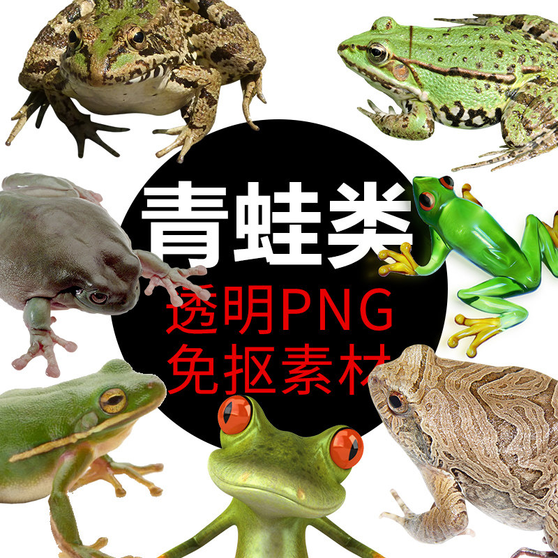 癞蛤蟆两栖蟾蜍蛤蟆青蛙子png免抠图照片卡通高清海报设计元素材