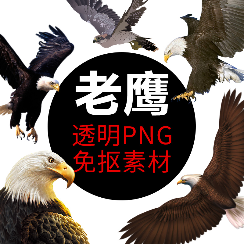 老鹰 鸟类 PNG格式免抠图鹰照片图片卡通高清透明底元素设计素材