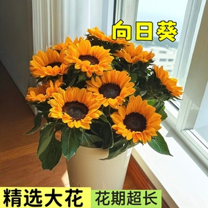 向日葵鲜花大花花束云南基地直发花苞发货520情人节客厅插花