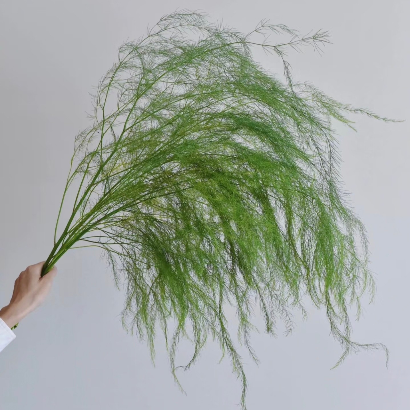 芦荀草鲜花  绿色清新柔软手捧鲜花森系婚礼拱门花材图片