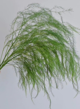 芦荀草鲜花  绿色清新柔软手捧鲜花森系婚礼拱门花材