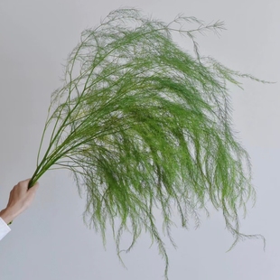 芦荀草鲜花 绿色清新柔软手捧鲜花森系婚礼拱门花材