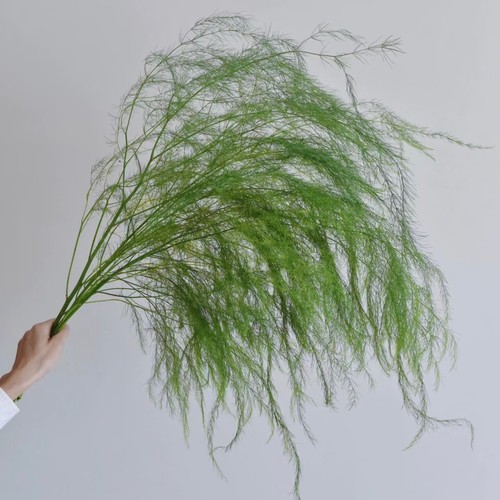 芦荀草鲜花  绿色清新柔软手捧鲜花森系婚礼拱门花材