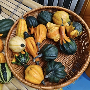 墨西哥小南瓜文玩精选摆件装 优选好品质 饰观赏手把葫芦