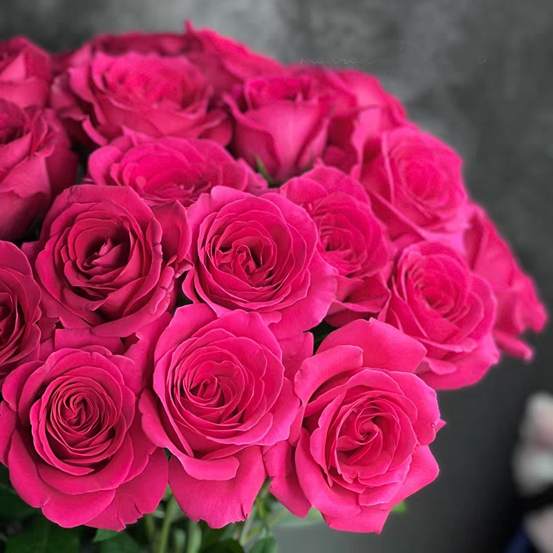 弗洛伊德玫瑰鲜切花情人节七夕生日礼物求婚纪念日鲜花云南直发