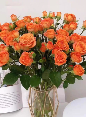 多头玫瑰泡泡520情人节鲜花花束云南基地直发橙色芭比妇女节礼物