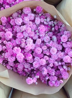 满天星鲜花云南基地直发配花可做干花