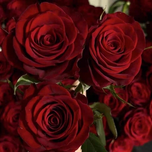 红玫瑰鲜花求婚高原红玫瑰99朵云南基地直发520情人节玫瑰
